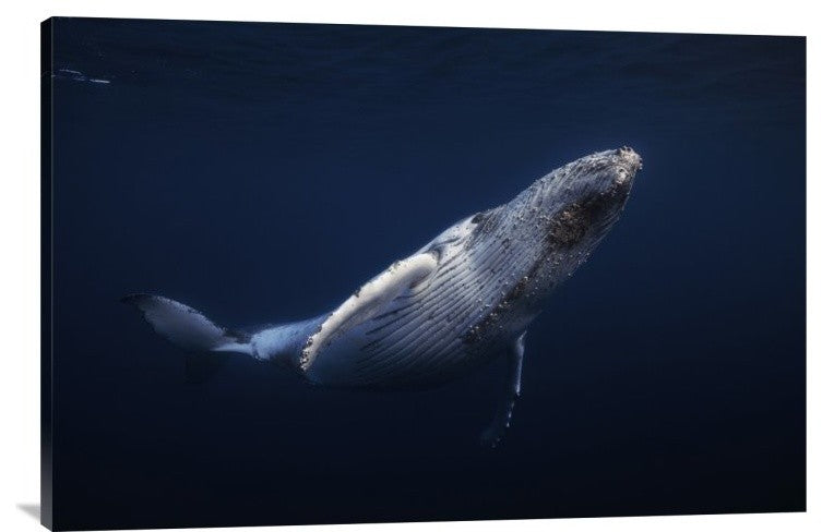 "Humpback Whale" Stretched Canvas Giclee by Barathieu Gabriel, 36x24"