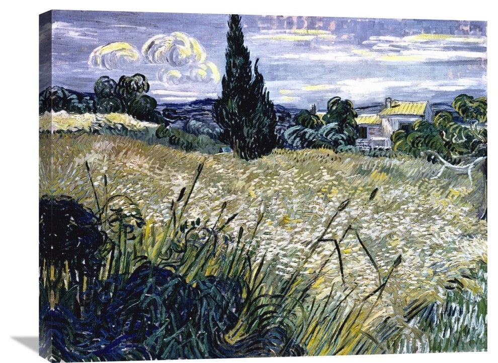 "Landscape with Green Corn" Stretched Canvas Giclee by Vincent Van Gogh, 30"x24"