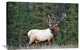 "Elk Or Wapiti Male Portrait, North America" Artwork, 36" x 24"