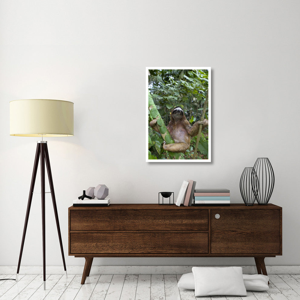 "Brown-throated 3-toed Sloth male, Aviarios Sloth Sanctuary" Paper Art, 26"x38"