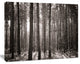 Beautiful Misty Forest in the Autumn, Forest Canvas Art Print, 60"x28"