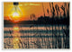 Lightbulb Sun Lake Reeds Photograph, 13"x19"