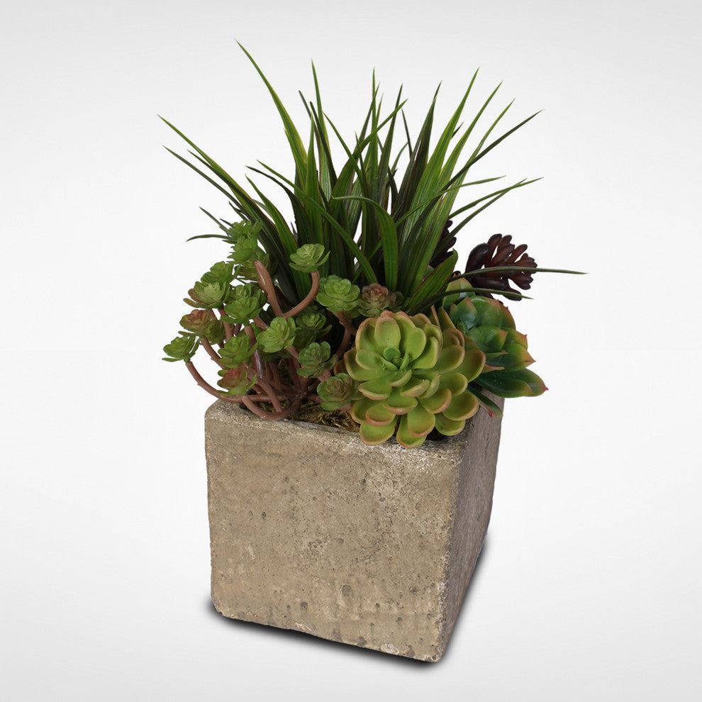 Attractive Succulent Arrangement in a Concrete Cube
