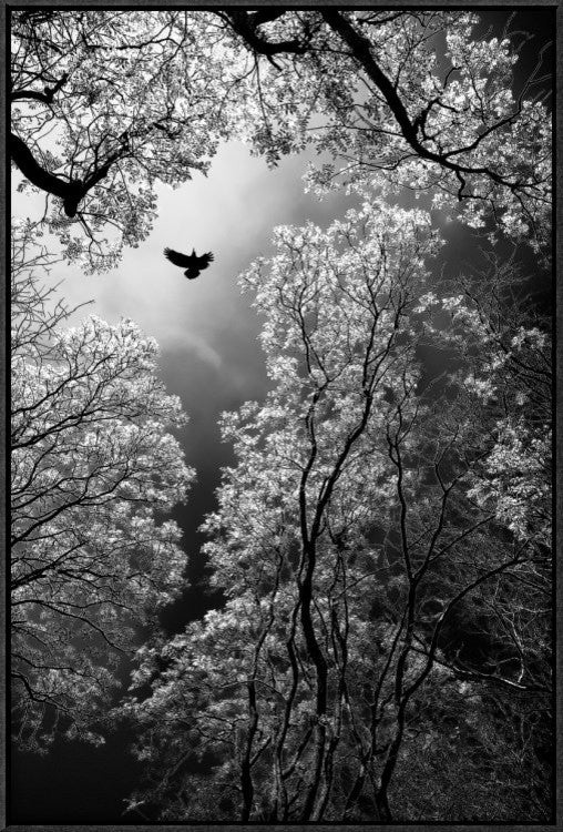 "Flight" Framed Canvas Giclee by Goran Stamenkovic, 21x31"