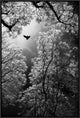"Flight" Framed Canvas Giclee by Goran Stamenkovic, 21x31"