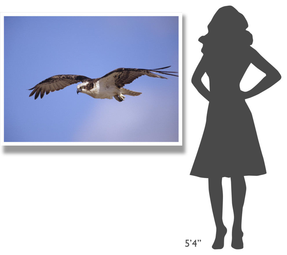 "Osprey flying, North America" Digital Paper Print by Tim Fitzharris, 50"x38"