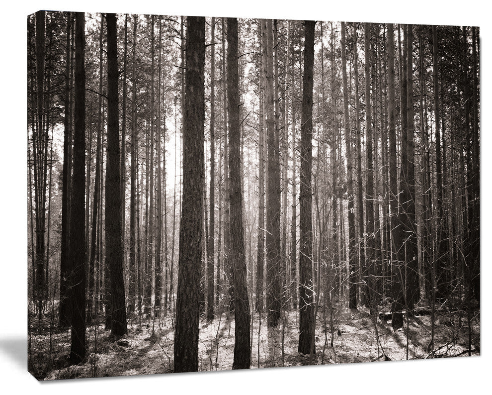 Beautiful Misty Forest in the Autumn, Forest Canvas Art Print, 40"x30"