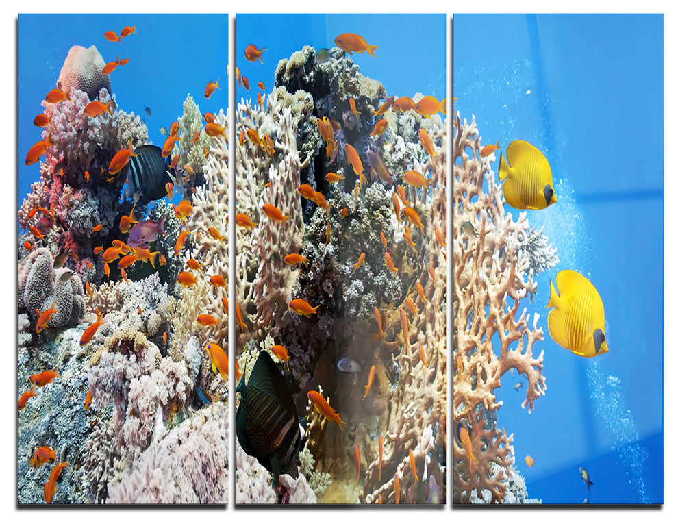 "Coral Scene Panorama" Photo Metal Wall Art, 3 Panels, 36"x28"