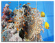 "Coral Scene Panorama" Photo Metal Wall Art, 3 Panels, 36"x28"