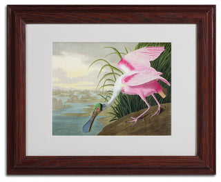 'Roseate Spoonbill' Matted Framed Canvas Art by John James Audubon