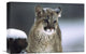 "Mountain Lion Cub In Snow, Montana" Artwork, 18" x 12"
