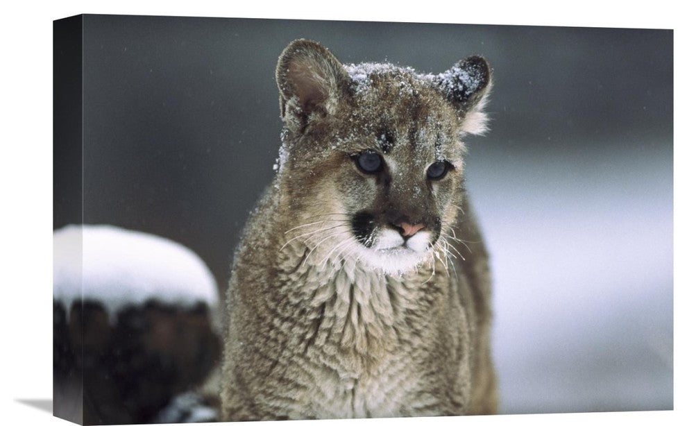 "Mountain Lion Cub In Snow, Montana" Artwork, 18" x 12"