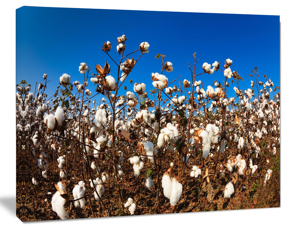 Blooming Alabama Cotton Field, Large Landscape Canvas Art, 20"x12"