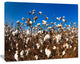 Blooming Alabama Cotton Field, Large Landscape Canvas Art, 20"x12"