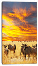 Antelope Crowd At Sunset, African Canvas Art Print, 16"x32"