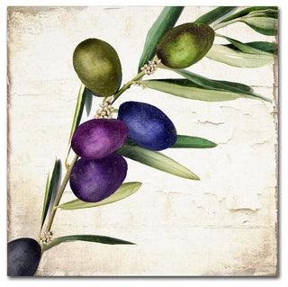 Color Bakery 'Olive Branch III' Canvas Art, 35x35