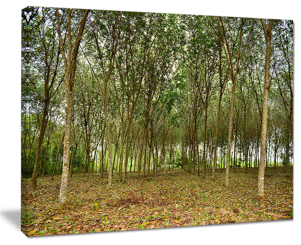 "Rubber Tree Plantation During Midday" Landscape Art Print Canvas, 20"x12"