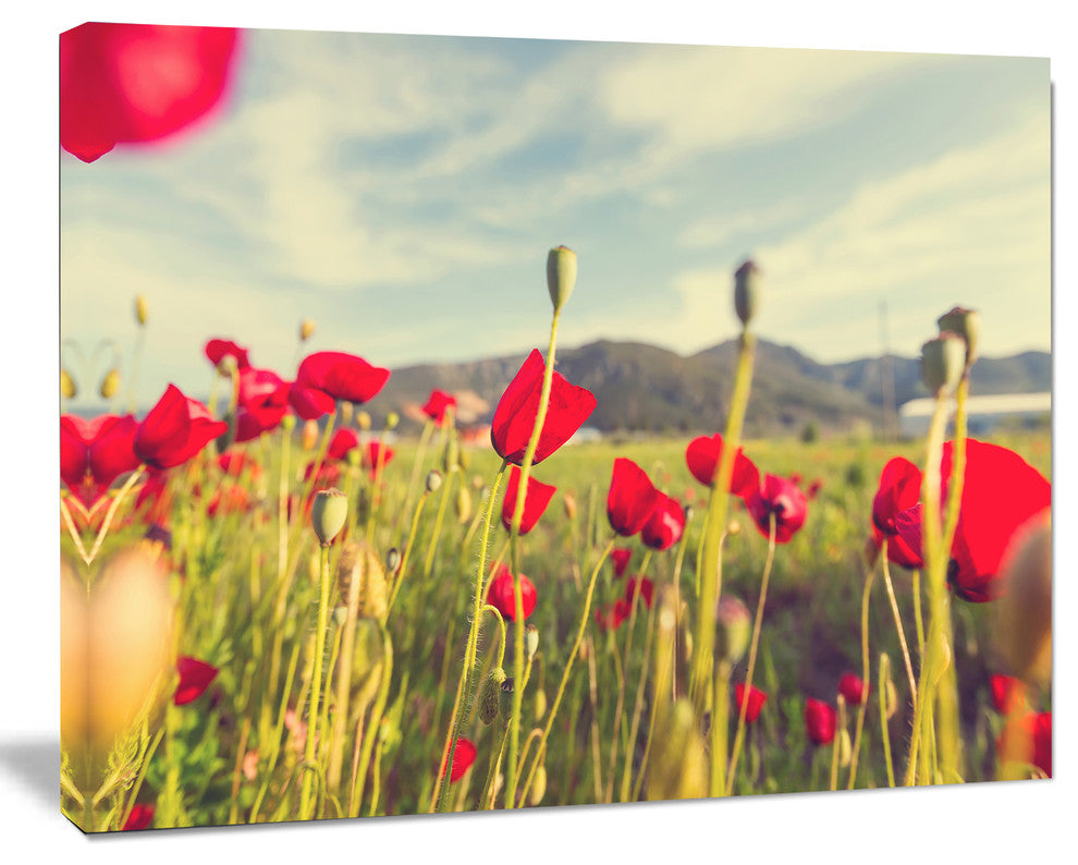 Wild Red Poppy Flowers in Field, Large Flower Canvas Art Print, 60"x28"