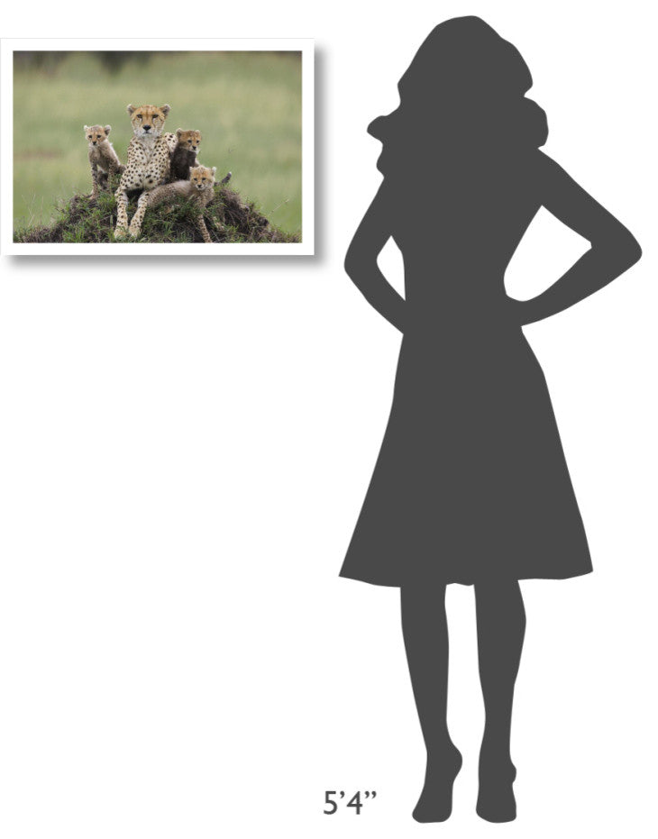 "Cheetah mother and 8-9 week old cubs, Maasai Mara Reserve" Paper Art, 26"x18"