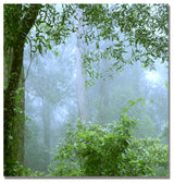 'In Her Window' Canvas Art by Beata Czyzowska Young