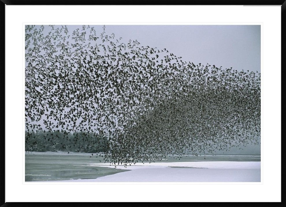 Western Sandpiper Flock Migrating, Spring, Copper River Delta Alaska, 42"x30"