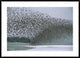 Western Sandpiper Flock Migrating, Spring, Copper River Delta Alaska, 42"x30"