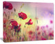 Beautiful Poppy Flower Garden, Floral Canvas Art Print, 40"x30"