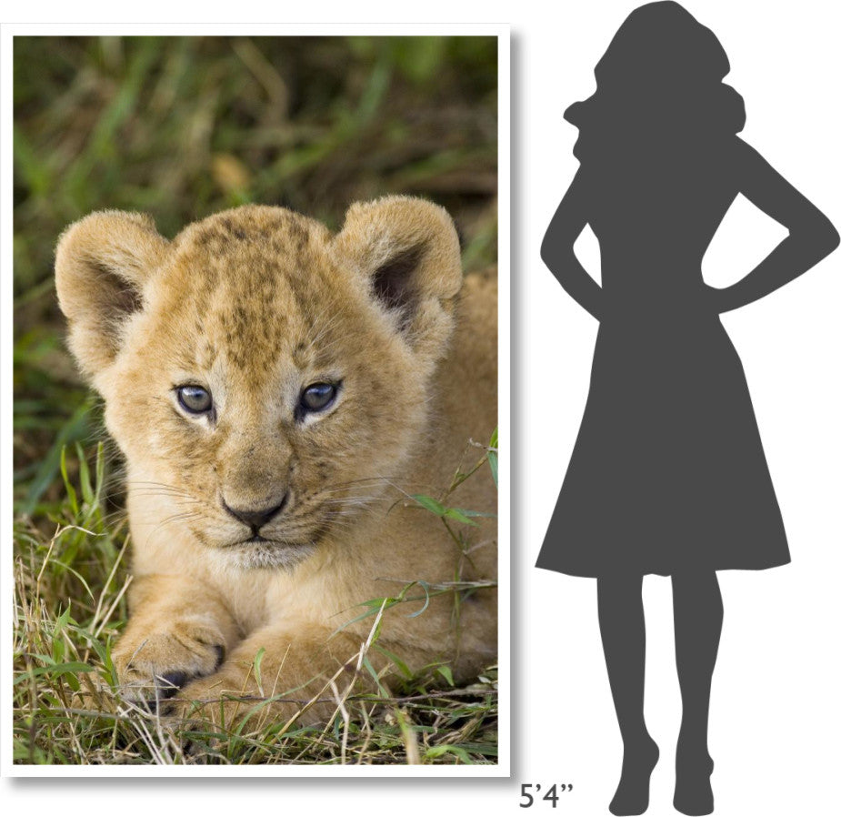 "African Lion 5 week old cub, vulnerable, Masai Mara Reserve" Paper Art, 42"x62"