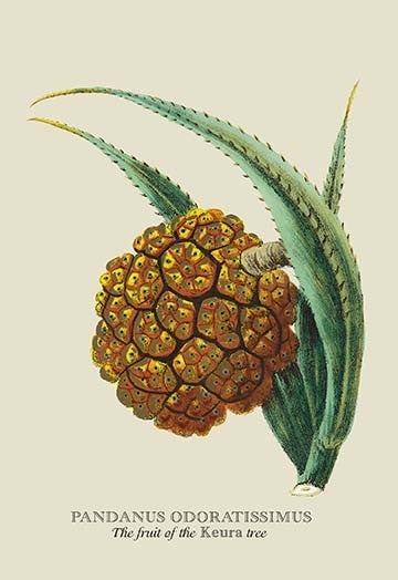 The Fruit of the Keura Tree- Fine Art Giclee Print 24" x 36"