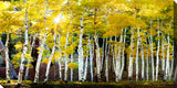 Sun On Aspens