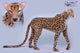 Life-Size Standing Cheetah, Jacq