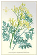 The Golden-Flowered Dielytra- Fine Art Giclee Print 24" x 36"