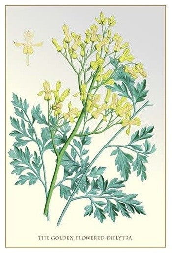 The Golden-Flowered Dielytra- Fine Art Giclee Print 24" x 36"