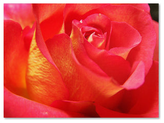 'Empowering Heart' Canvas Art by Monica Fleet