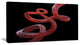 Flexible Caramel Line on Black, Abstract Canvas Art Print, 32"x16"
