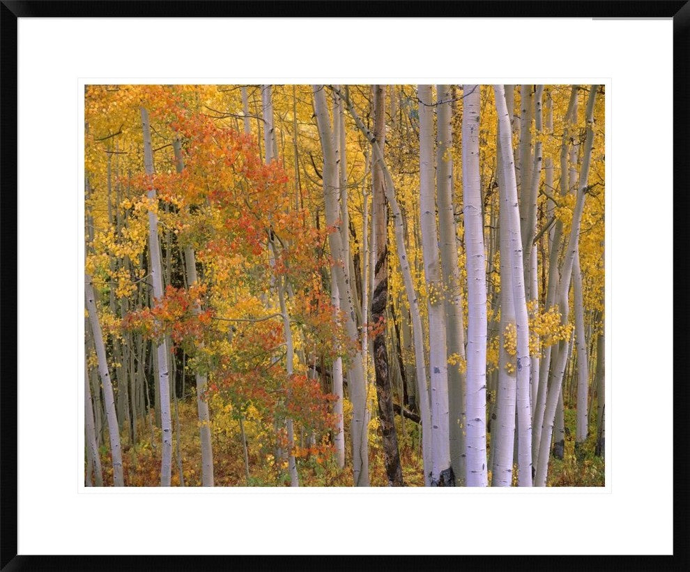 "Aspens at Independence Pass, Colorado"  by Tim Fitzharris, 32x26"