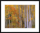 "Aspens at Independence Pass, Colorado"  by Tim Fitzharris, 32x26"