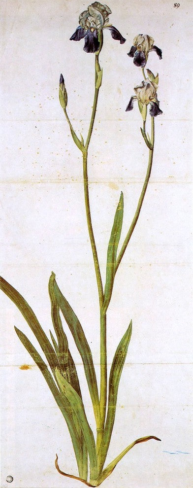 Albrecht Durer Iris, 15"x30" Wall Decal Print