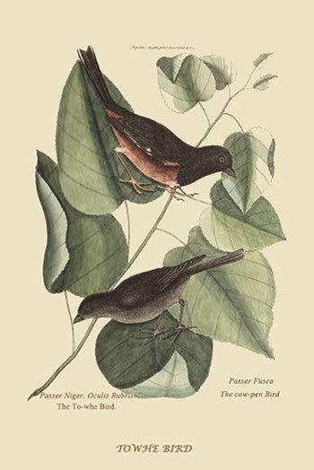 Towhe Bird- Fine Art Giclee Print 24" x 36"