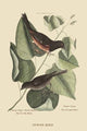 Towhe Bird- Fine Art Giclee Print 24" x 36"