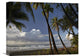 "Palm Trees On The Beach Near Marino Ballena National Park, Costa Rica" Artwork