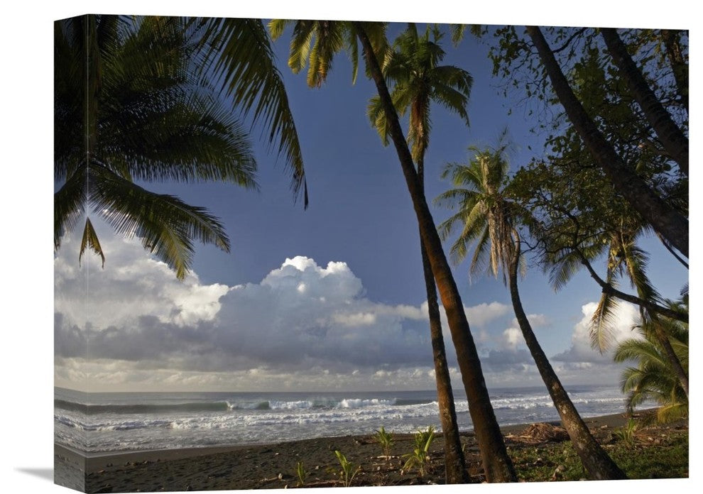 "Palm Trees On The Beach Near Marino Ballena National Park, Costa Rica" Artwork
