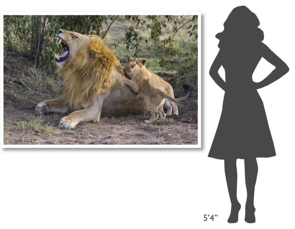 "Lion cubs playing, vulnerable, Masai Mara National Reserve" Paper Art, 62"x42"