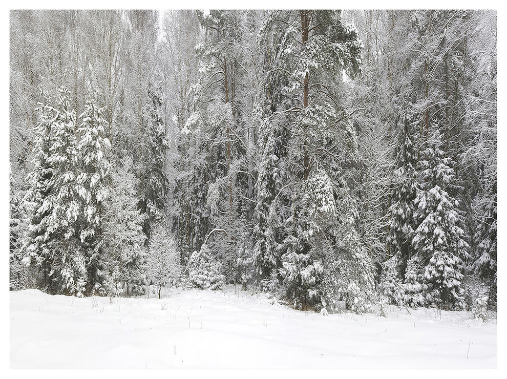 Foggy Winter Forest Panorama, Landscape Canvas Art Print, 40"x30"