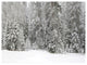 Foggy Winter Forest Panorama, Landscape Canvas Art Print, 40"x30"