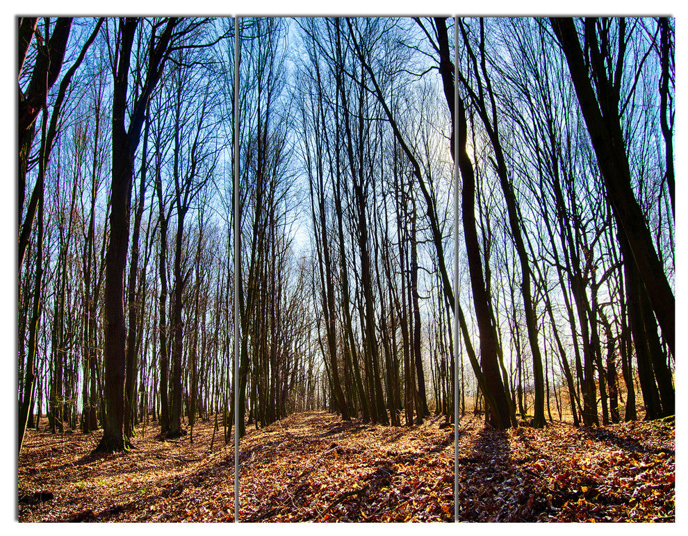 Dark Trees in Forest at Sunrise, Forest Triptych Canvas Print, 36x28, 3 Panels