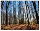 Dark Trees in Forest at Sunrise, Forest Triptych Canvas Print, 36x28, 3 Panels