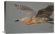 "Reddish Egret Flying, Fort Desoto Park, Florida" Artwork, 24" x 16"