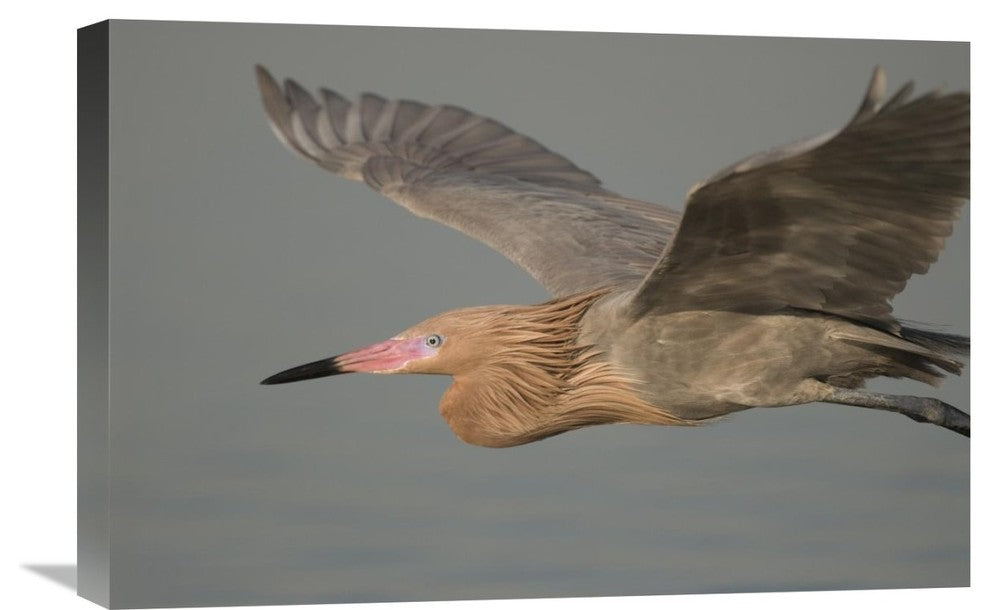 "Reddish Egret Flying, Fort Desoto Park, Florida" Artwork, 24" x 16"