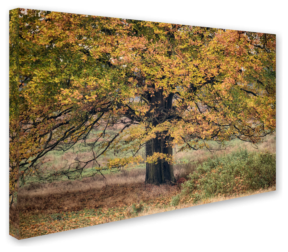 Cora Niele ''Beech Tree'' Canvas Art